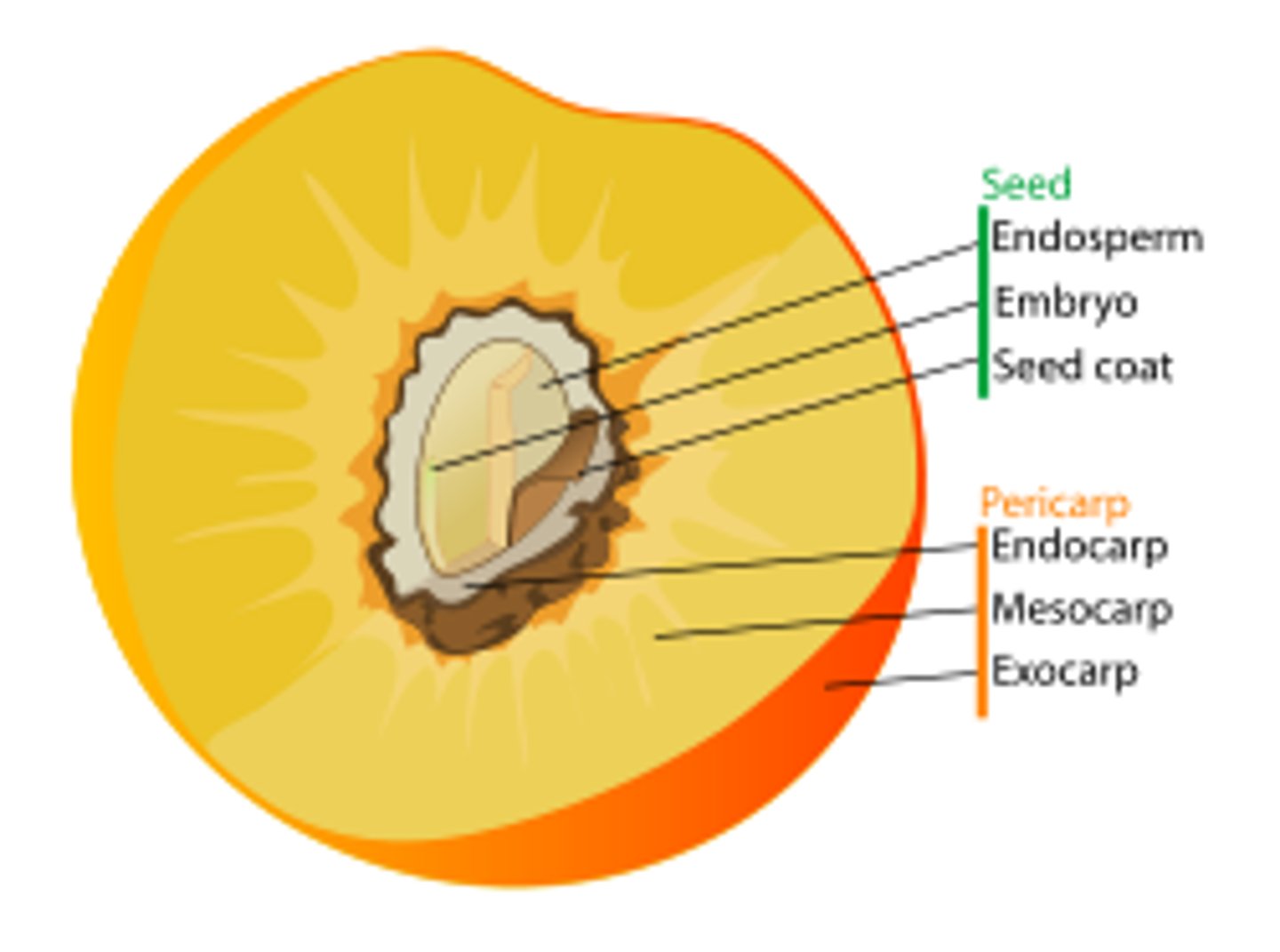 <p>= ovary wall with 3 layers:<br>i) Exocarp<br>ii) Mesocarp<br>iii) Endocarp</p>