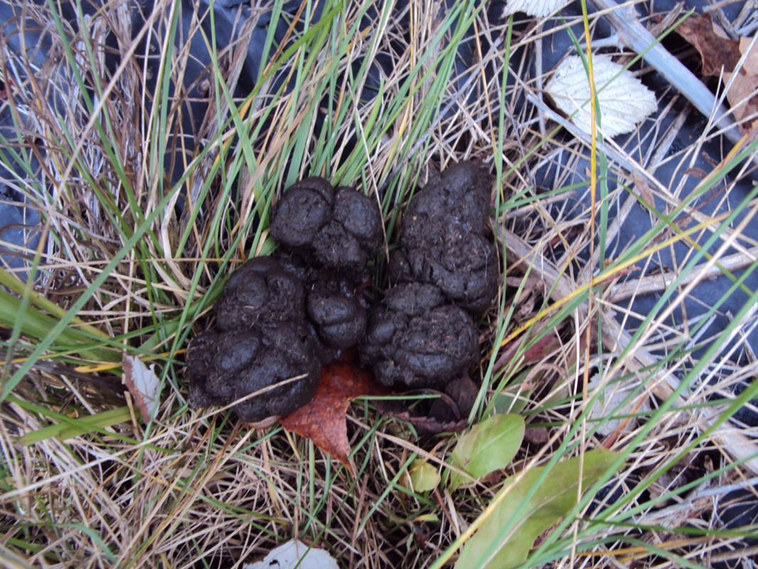 <p><span>The rodent behavior of repeatedly defecating and urinating in the same location, which creates a concentrated pile of droppings called a latrine</span></p>