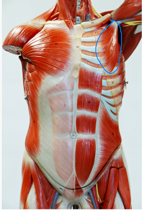 <p>What is the Muscle Circled called&nbsp;</p>