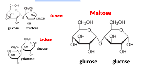 <p>sucrose, lactose, maltose</p>