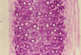 <p>What tissue is this</p>