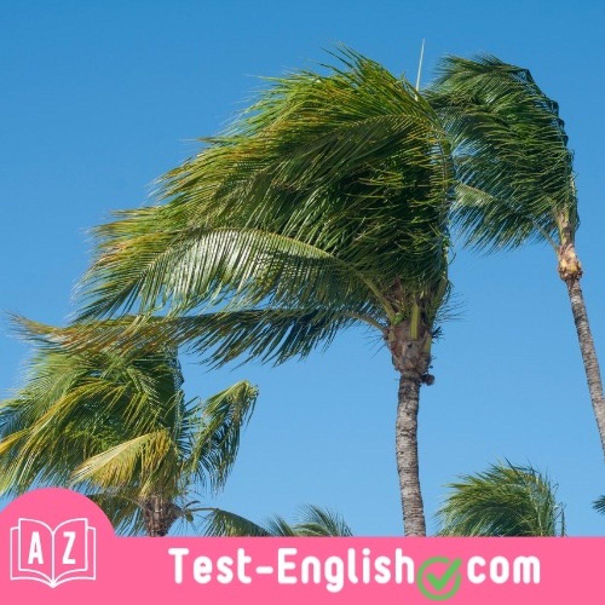 <p>The trees were swaying in the _____ weather.</p>