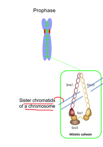 <ol><li><p>soort hoefijzerstructuur, opgebouwd door<strong> Smc1 en Smc3 proteïnen</strong></p></li><li><p>structuur wordt gesloten door<strong> Scc1 en Scc3</strong></p></li><li><p>→ volledige complex (‘lijm’) =<strong> cohesine complex</strong>, zal twee zusterchromatiden samenhouden vanaf moment dat DNA gerepliceerd wordt</p></li><li><p>cohesine complex zit over hele lengte van zusterchromatiden heen (tijdens profase) → moet nog worden verwijderd in latere fasen voor segregatie</p></li></ol><p></p>