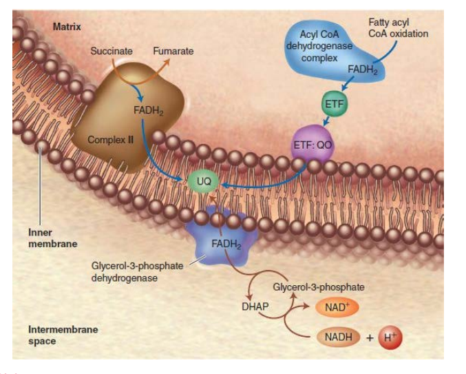 <p>In some cerain cells there are two flavoprotein enzymes :</p><ol><li><p><strong>Glycerol-3-phosphate dehydrogenase</strong>:</p><ul><li><p>Location: Outer face of the inner mitochondrial membrane (IMM). (interspace)</p></li><li><p>Function: Transfers electrons from cytoplasmic NADH to the UQ in the ETC.</p></li><li><p>Mechanism: Mentioned down</p></li></ul></li><li><p><strong>Acyl-CoA dehydrogenase + ETF:QO( electron transfer flavoproteins Ubiquinone reductase)</strong>:</p><ul><li><p><strong><em>Location: </em></strong><em>Matrix side of the inner mitochondrial membrane (IMM).</em></p></li><li><p><strong><em>Function:</em></strong><em> Transfers electrons to ubiquinone (UQ) from fatty acid oxidation.</em></p></li><li><p><strong><em>Mechanism: Acyl-coa</em></strong><em> gives electrons </em><strong><em>to FADH2</em></strong><em> in Acyl-CoA DH it which gives the electrons</em><strong><em> to ETF</em></strong><em> that give electrons</em><strong><em> to ETF-QO</em></strong><em> that give electrons</em><strong><em> to UQ</em></strong></p></li></ul></li><li><p>They are both flavoproteins</p></li></ol>