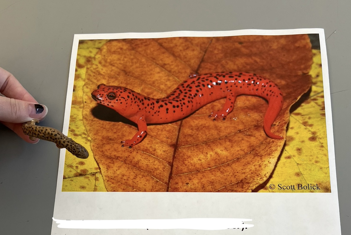<p>What are the common and scientific names of this animal?</p>