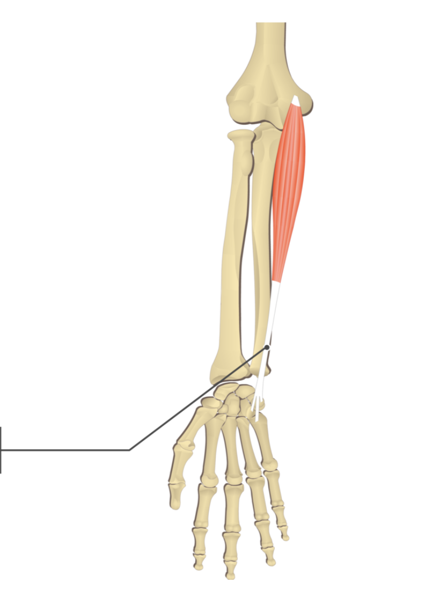 <p></p><p>origin: medial epicondyle of humerus</p><p>insertion: metacarpal V</p>