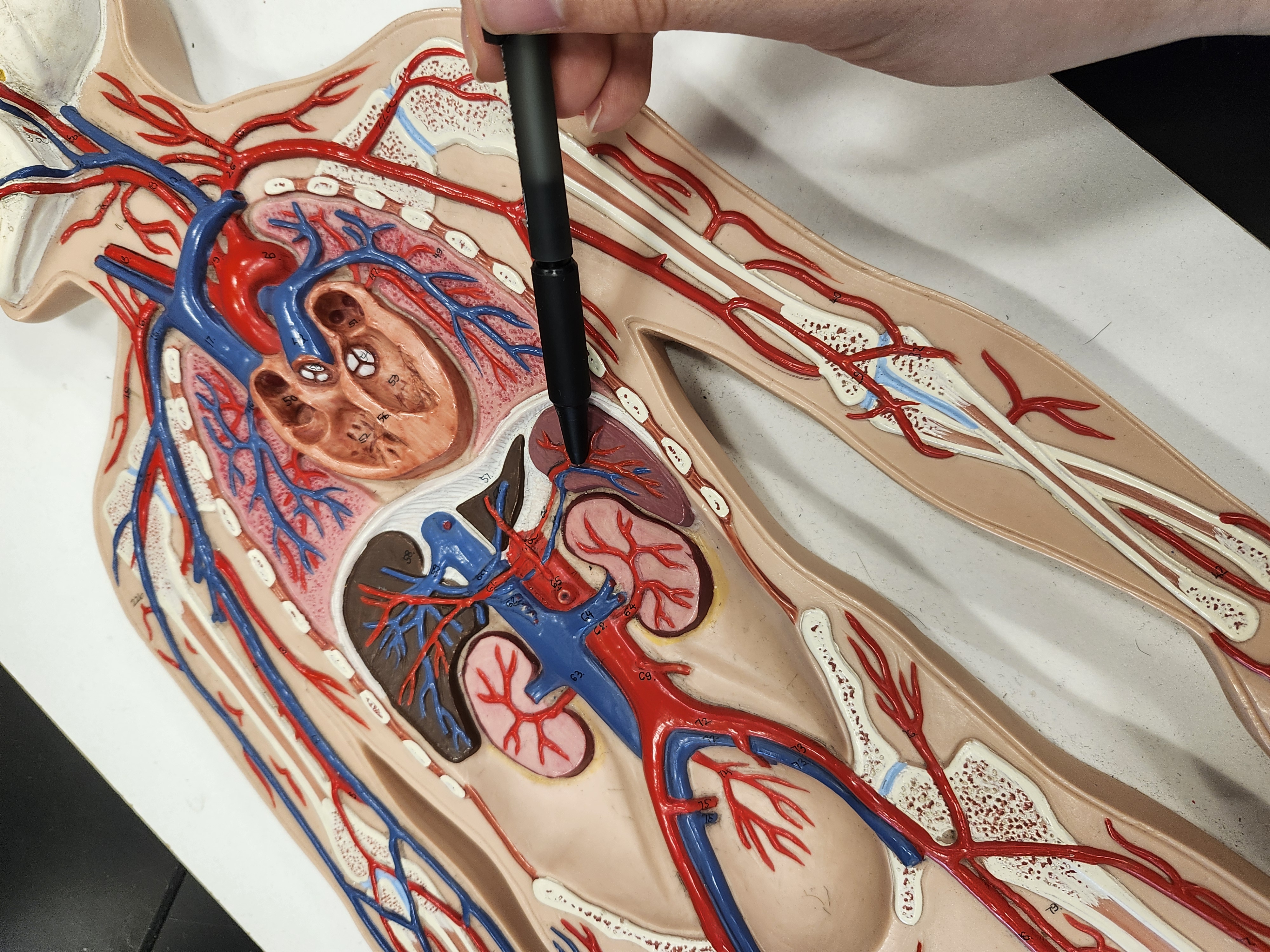 knowt flashcard image