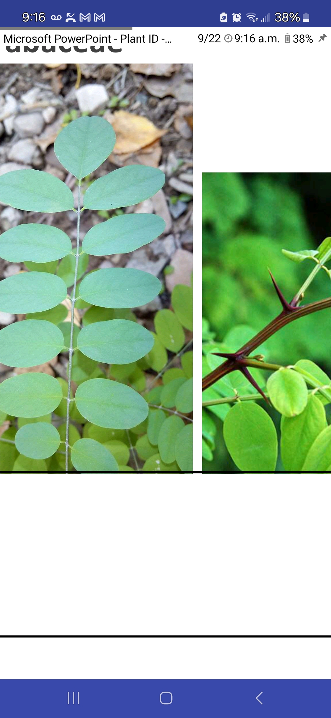 <p>Black locust</p>