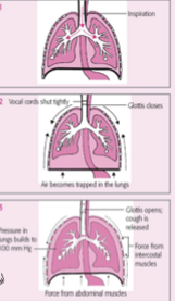 <p>impulse is transmitted from cough centre in the medulla to the larynx and to intercostal and abdominal muscles, deep inspration is followed by closure of the glottis, relaxation of the diaphragm, and contraction of the abdominal and intercostal muscles, the increcreased pressure in lungs opens epiglottis to release the forceful, nosy expiration </p>