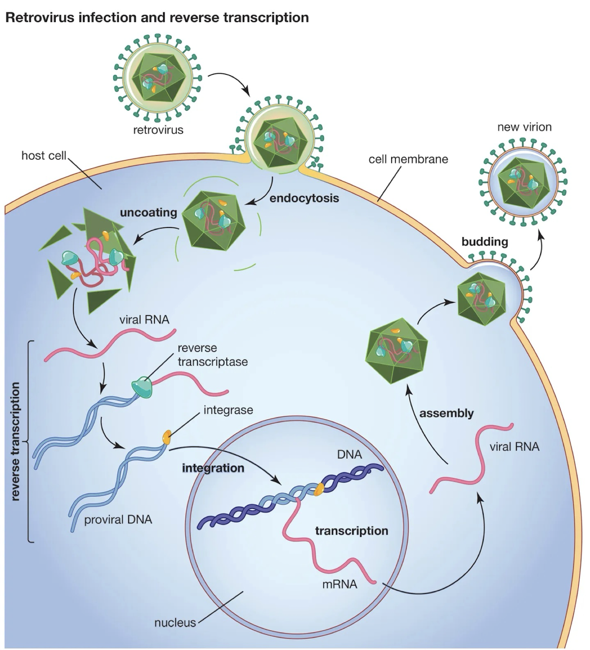 <p><strong>A viral enzyme that synthesises DNA from an RNA template</strong>; <span style="color: green;"><strong>used by Classes VI (retroviruses) and VII (Hepadnaviruses</strong></span>). </p>