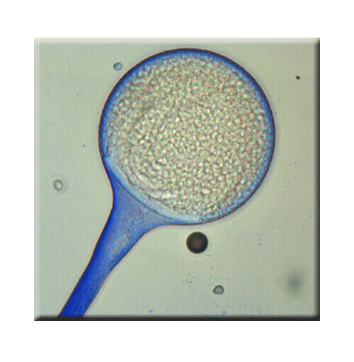 term image