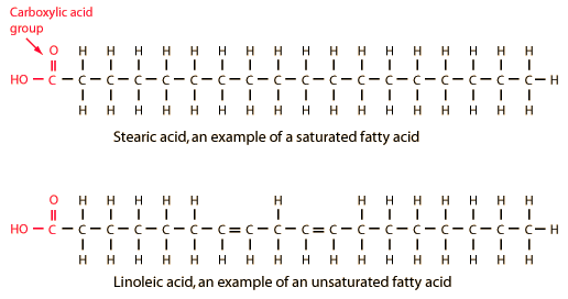 <ul><li><p>A hydrocarbon chain(2-20 carbons long) attached to a carboxyl group</p></li></ul>