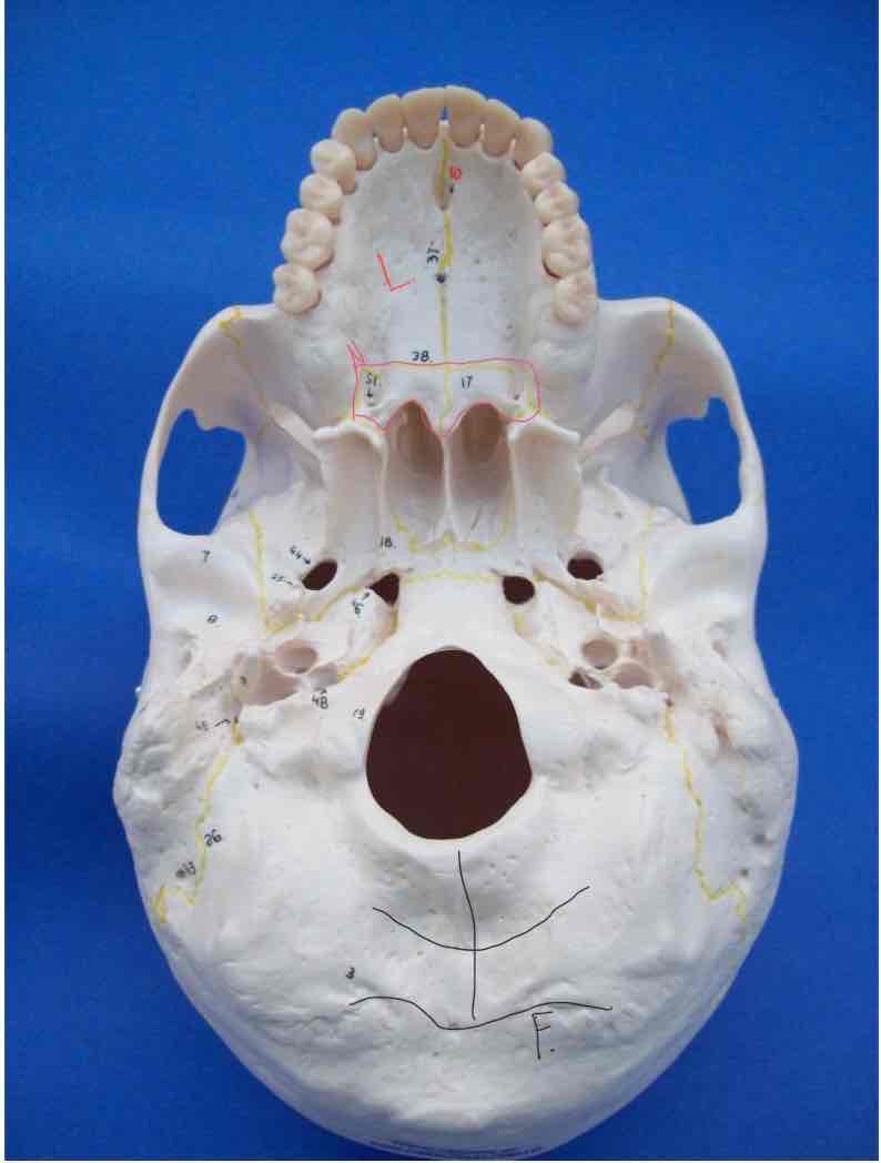 <p>46</p>