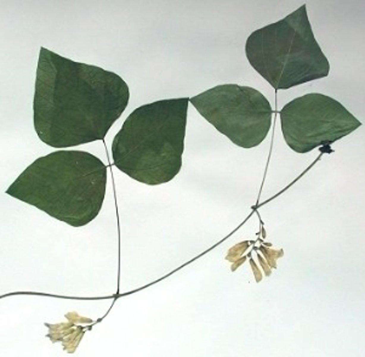 <p>American hog-peanut</p>