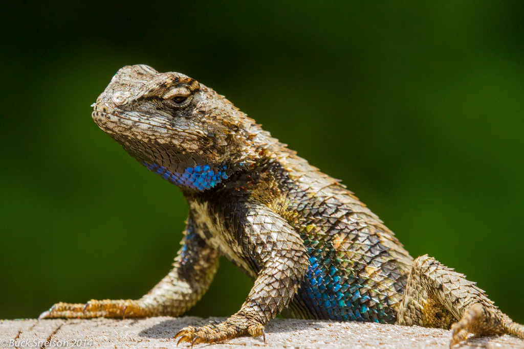 <p>Eastern fence lizard</p>
