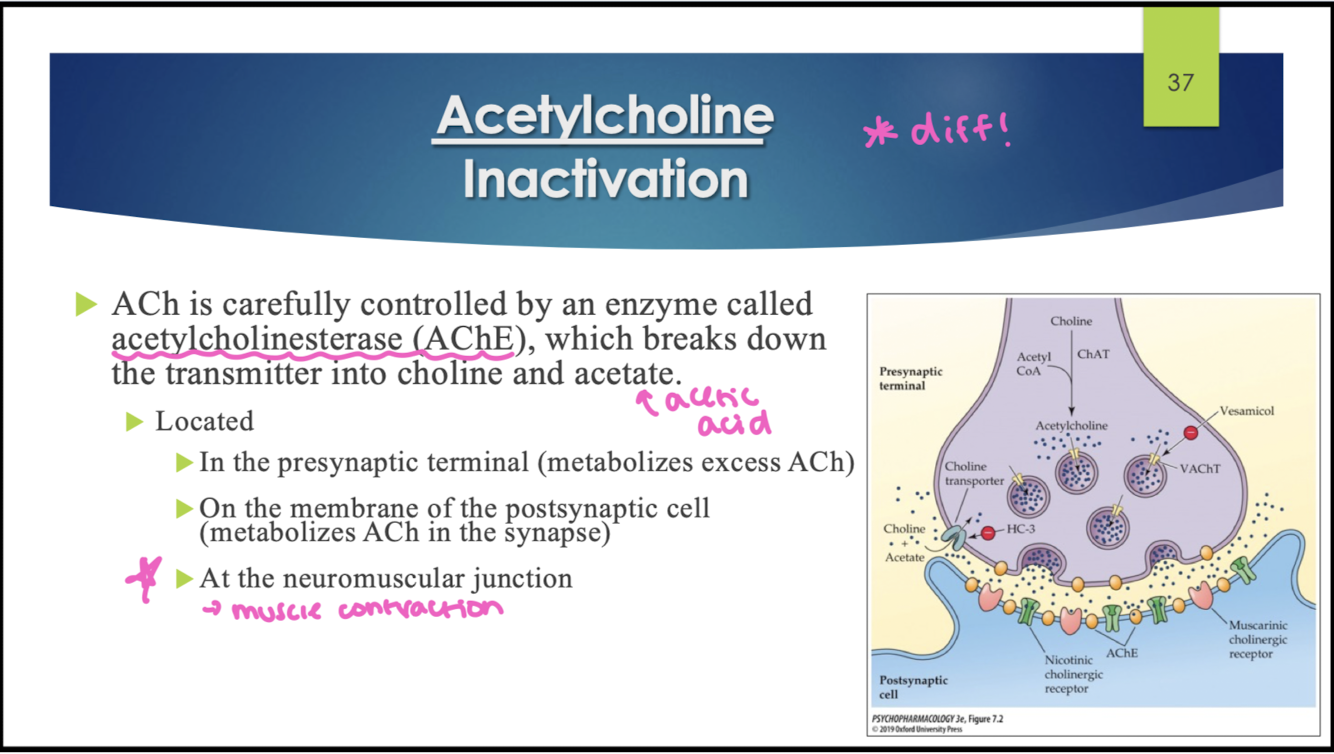 <p>acetylcholinetransferase (AChE); breaks down ACh into choline and acetate (acetic acid)</p>