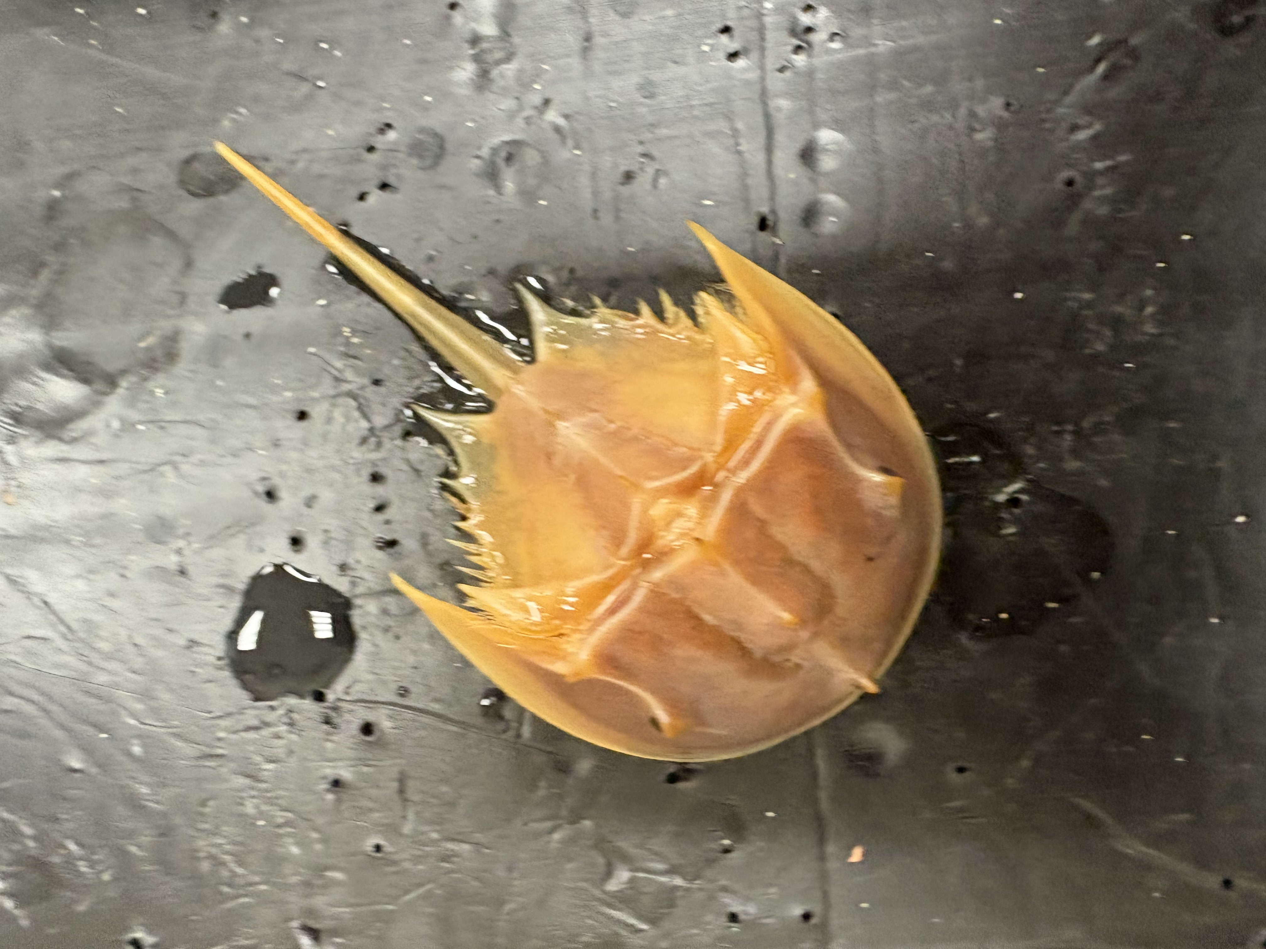 <p>name phylum, subphylum, class</p>