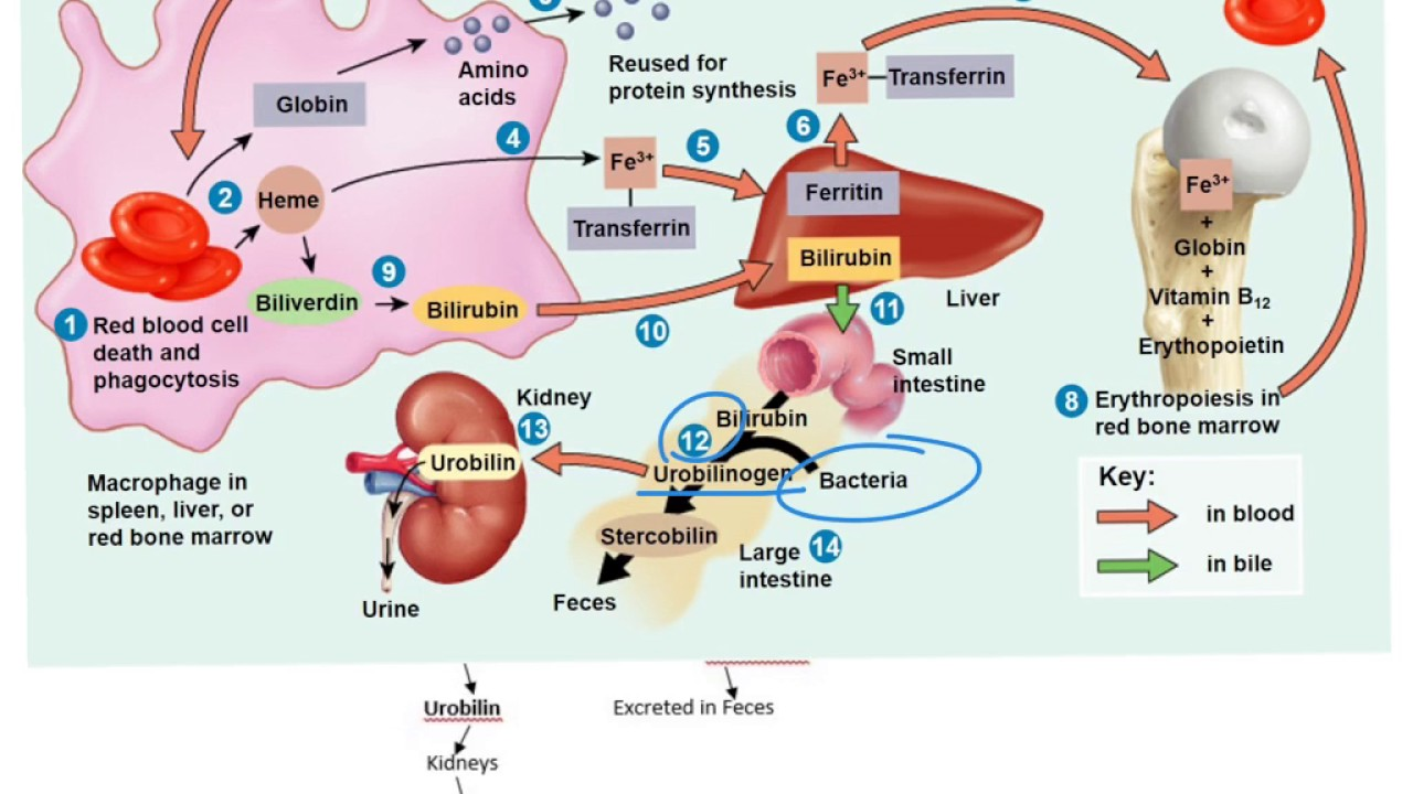 <ul><li><p>RBCs are produced in the red bone marrow.</p></li><li><p>Circulate for about 120 days.</p></li><li><p>Macrophages remove old RBCs and send the byproducts to the liver. Byproducts are released in the urine and feces.&nbsp;</p></li></ul><p></p>