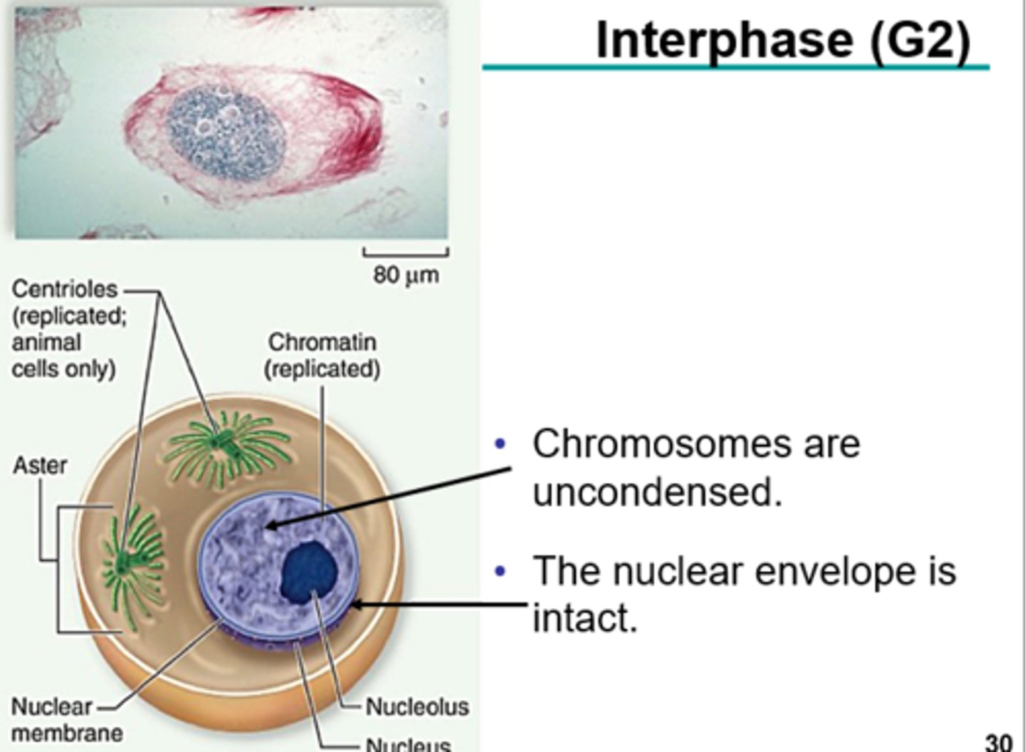 <p>-Cell prepares for division</p><p>-Further growth</p><p>-Organelles increase in number</p><p>-DNA condenses to form visible chromosones (chromatins to chromosomes)</p><p>-Microtubules begin to form</p>