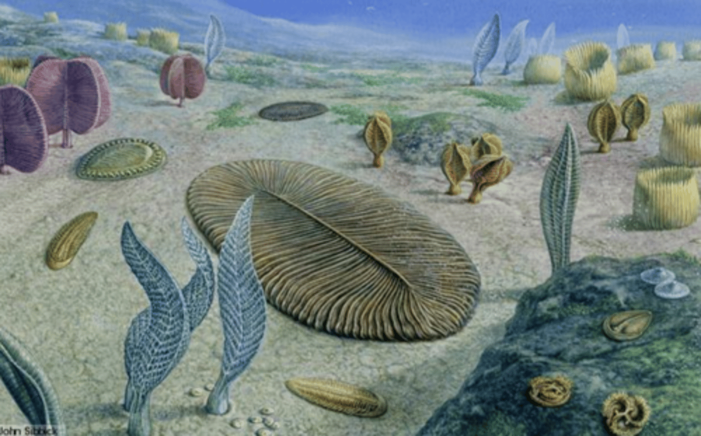 <p>Ediacara biota</p>