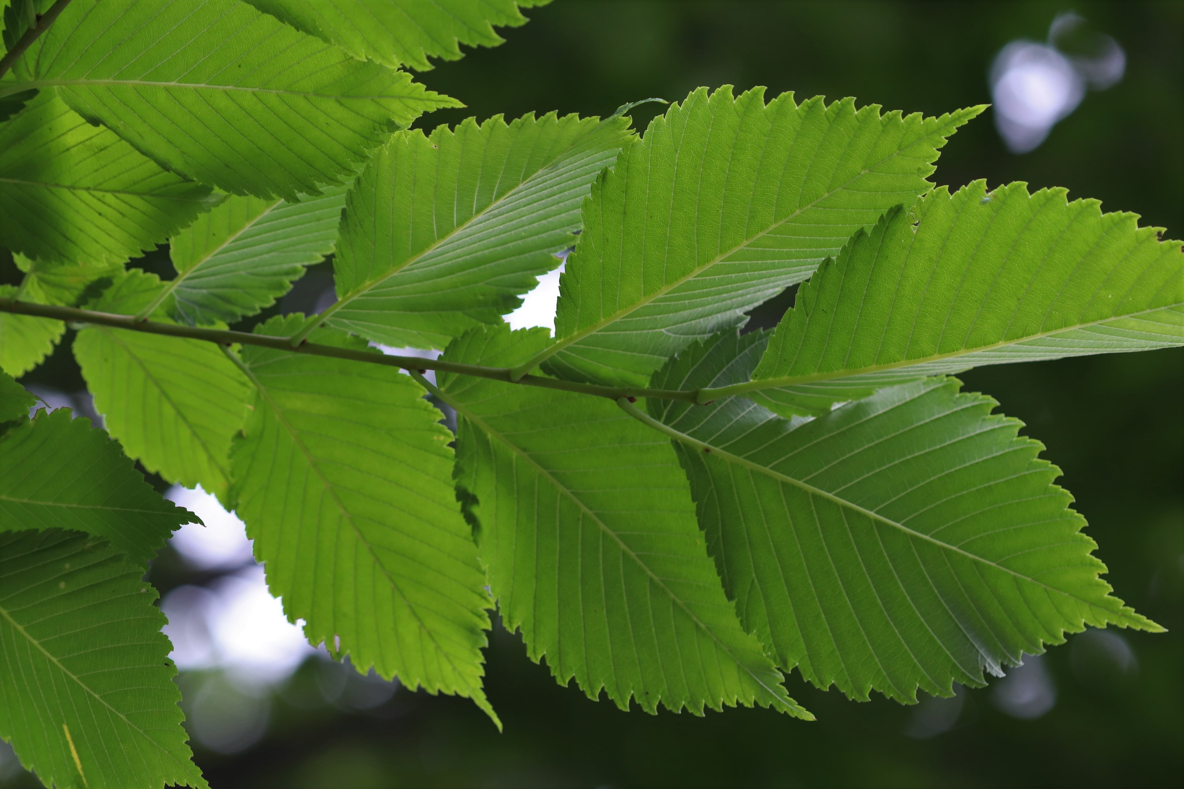 <p>Common name: American elm</p><p></p><p>Genus: Ulmus</p><p></p><p>Species: americana</p><p></p><p>Family: Ulmaceae</p>