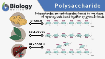<p>starch, cellulose and glycogen</p>