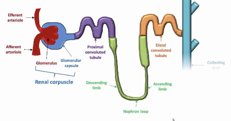 <p><strong>→ FALSE </strong></p><ul><li><p> Blood pressure in glomerulus is <strong>HIGH</strong> → Afferent arterioles are larger in diameter than efferent arterioles </p></li></ul><p></p>
