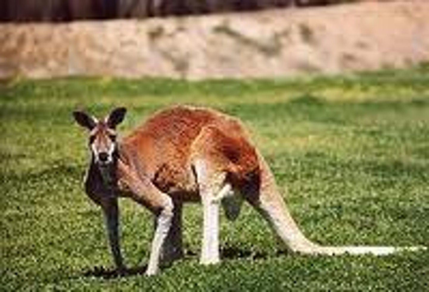 <p>kangaroo</p>
