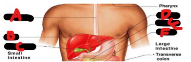 knowt flashcard image