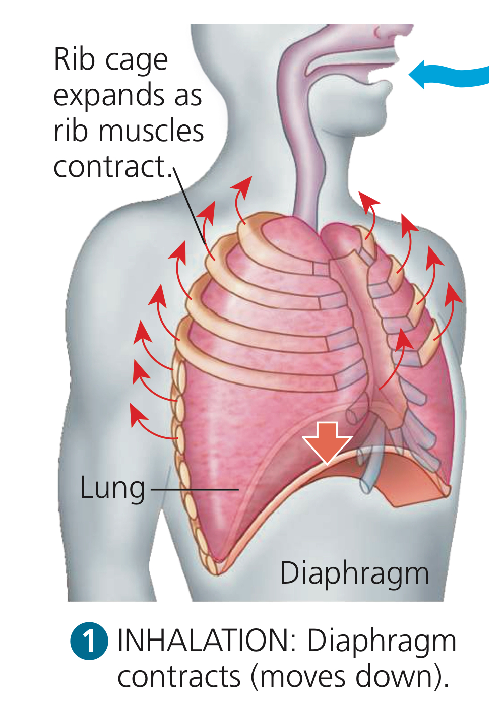 <p>Intercostal muscles lift rib cage, and the diaphragm moves down. Lungs expand, increasing volume. Pressure in lungs is now less than the pressure outside, i.e. atmospheric pressure. Air moves in.</p>