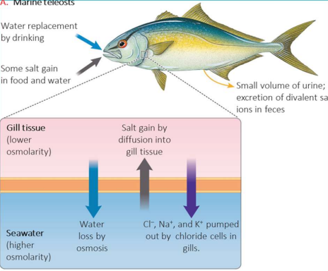 <p>Excess Cl– is eliminated by chloride cells in the gills, which actively transport it into the surrounding seawater – Na+ and K+ are actively transported to maintain electrical neutrality. Ca2+ and Mg2+ are removed in isoosmotic urine. Nitrogenous wastes are released from the gills as ammonia – kidneys play little role in nitrogenous waste removal.</p>