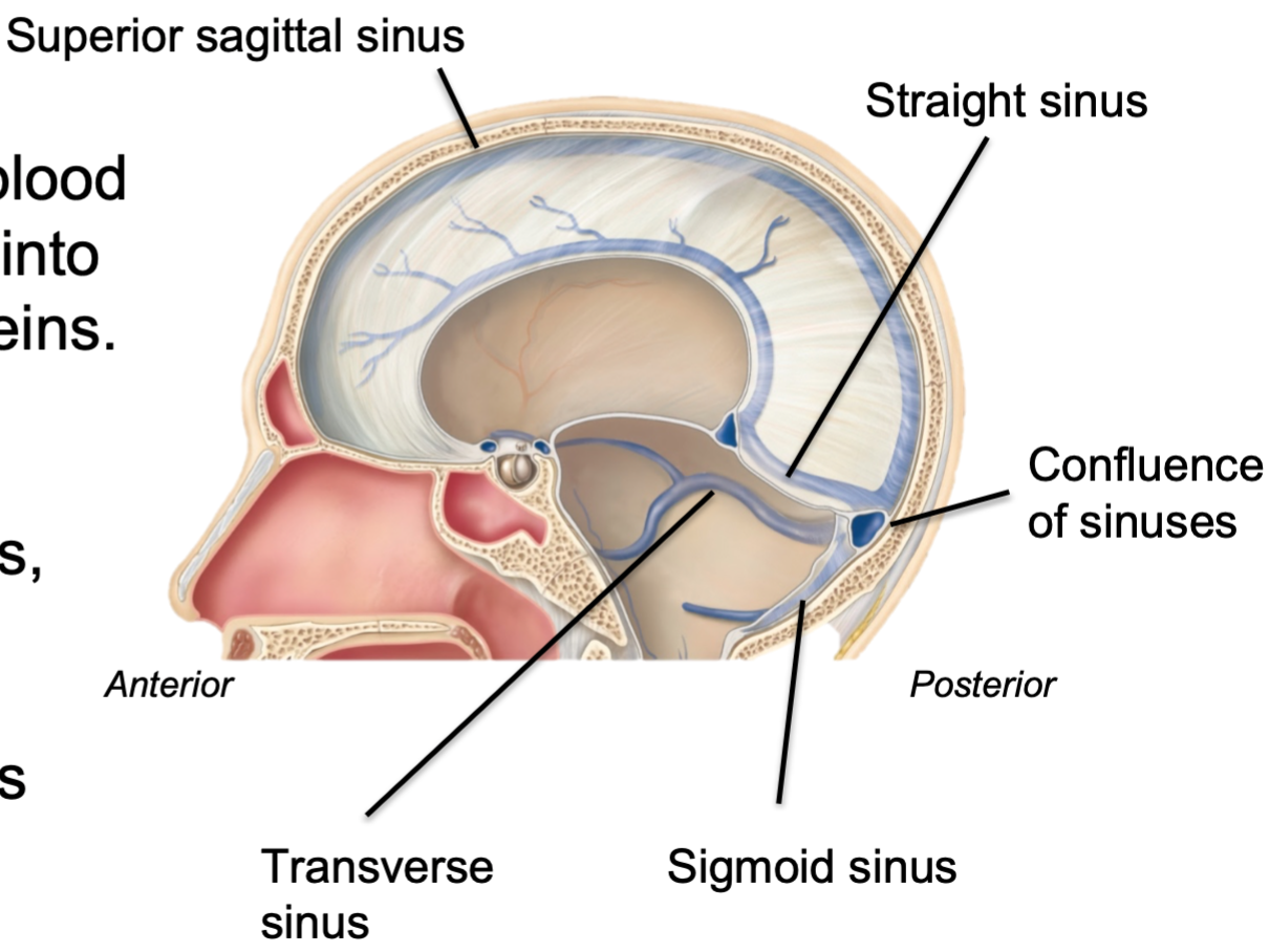 
1. Drain blood from brain
2. Drains into internal jugular veins
3. Widenings (spaces) between the periosteal layer and meningeal layer of dura mater
4. Major ones

* Superior sagittal sinus
* Straight sinus
* Transverse sinus
* Sigmoid sinus