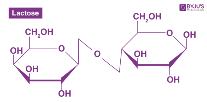 <p>two monosaccharides bonded together</p><p>ex. Maltose (glucose + glucose)</p>