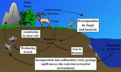 a phosporus containing rock is weathered down and releases its P into the soil. Plants take up the P and assimilate, using it to build plant tissues. Animal eats the plant and consumes the P inside the plant. The animal excretes and P returns to the soil. Water runs ALOT of it off into the ocean.
happens very slowly, no atmospheric component
-phosporus soluble in water
- phosphate containing fertilizers disturbs the cycle