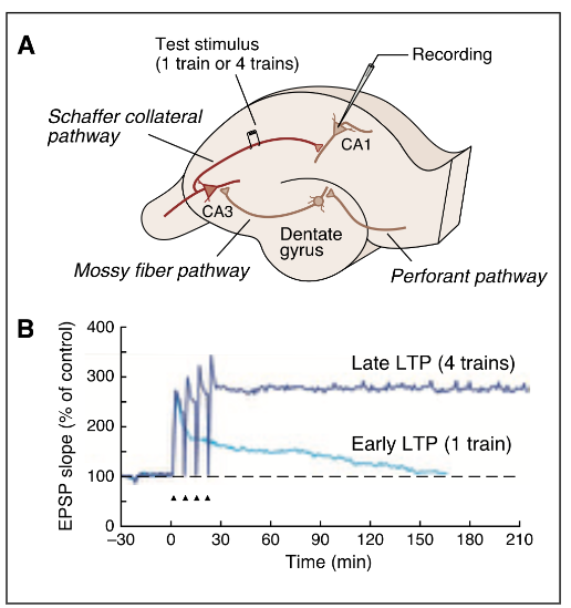 <p>= maat voor synaptische kracht (potentiatie)</p><p>→ hoe steiler de slope, hoe efficiënter presynaptisch signaal wordt vertaald naar postsynaptische respons</p><ul><li><p>trains = korte reeksen hogefrequentiestimulatie (± 100 Hz) die LTP induceren</p><ul><li><p>zorgt voor het beter vasthouden van andere signalen → synaptische kracht is versterkt</p></li><li><p>1 keer stimulatie → houdt enkele uren aan</p></li><li><p>langer stimulatie → veel langer aanhouden</p></li></ul></li></ul><p></p>