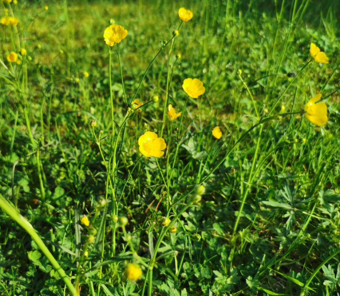 <p>Betesdjur gillar dem inte så de blir ofta kvar i betesmark. </p>