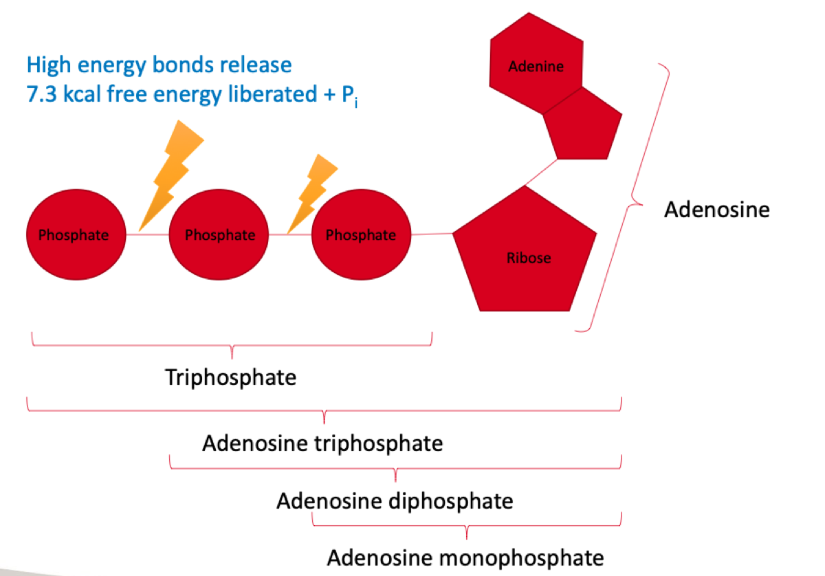 <ul><li><p>The bond breaks between phosphates 2 &amp; 3</p></li><li><p>7.3 Kcal free energy is liberated (reduced) + Pi</p></li></ul><p></p>