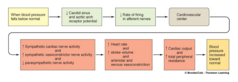 <p>everything increase EXCEPT PNS + baroreceptors firing</p><p></p><p>^ SNS:</p><p>→vasoconstriction →^ TPR →^ BP</p><p>→^ contractility →^ SV →^ CO →^ BP</p><p>→ venoconstriction →^ VR →^ SV →^ CO →^ BP</p><p>^HR</p><p>TPR: total peripheral resistance</p>