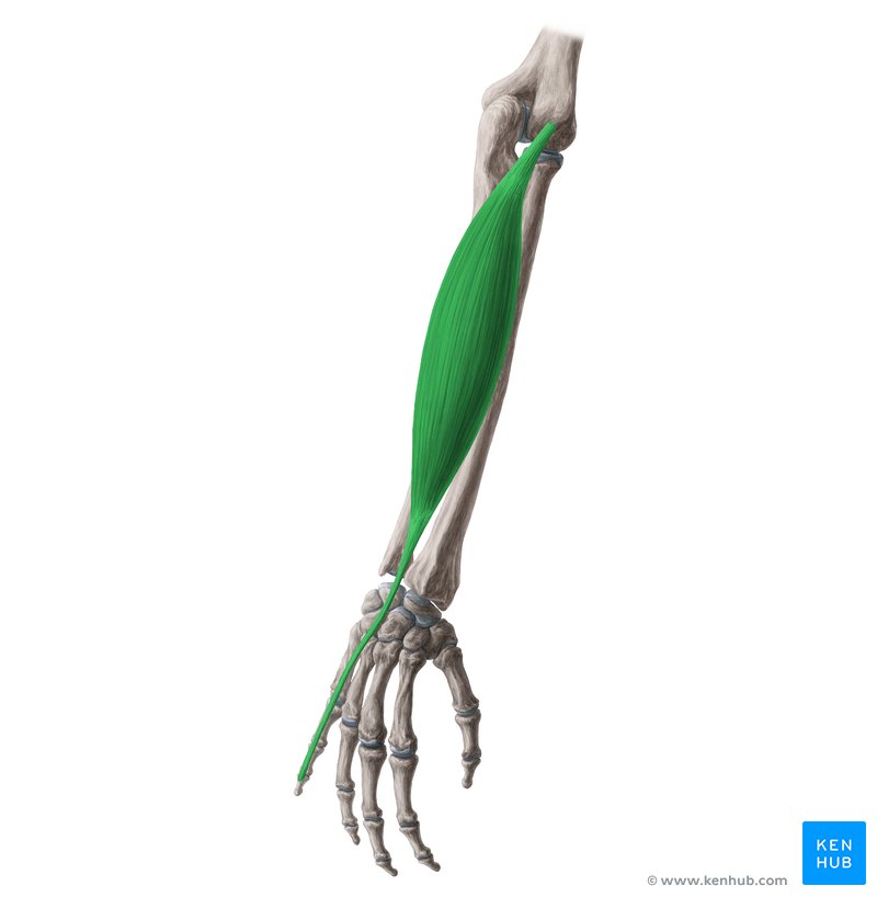 <p>Where does the extensor digiti minimi insert</p>