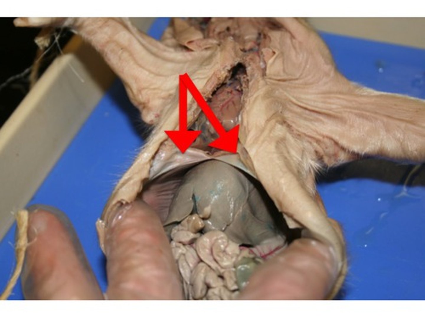<p>Movement of air into and out of lungs; divides thoratic and abdominal cavities, Responsible for 75% of our breating</p>