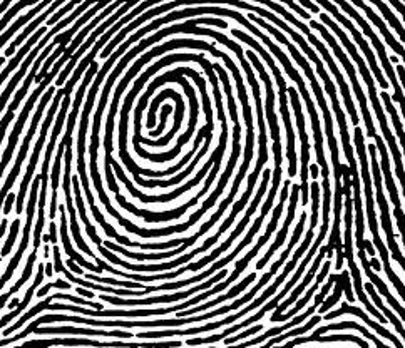 <p>a fingerprint pattern that resembles a bull's-eye</p>