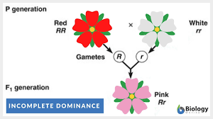 <p><span>Incomplete dominance is </span><strong>a form of Gene interaction in which both alleles of a gene at a locus are partially expressed, often resulting in an intermediate or different phenotype</strong><span>.</span></p><p><span>-ex. Red (RR) x White(Rr) = Pink(Rr)</span></p>