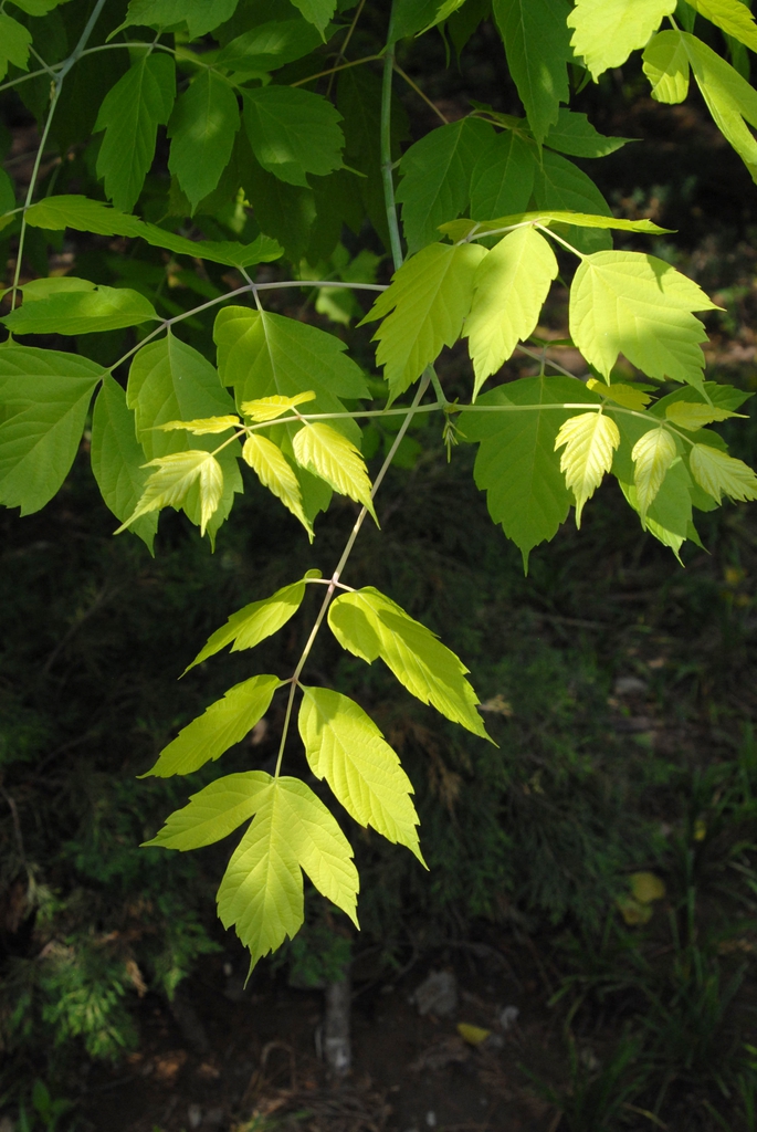 <p>Box Elder </p>