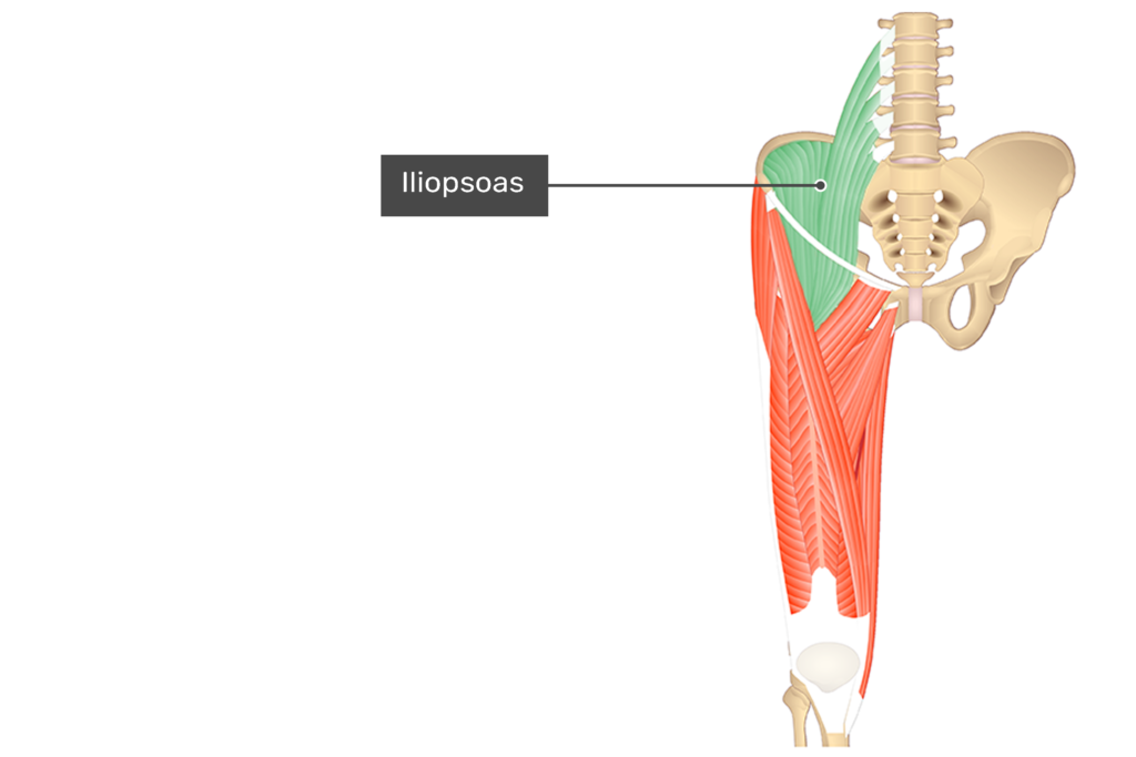 <p>Iliopsoas</p>