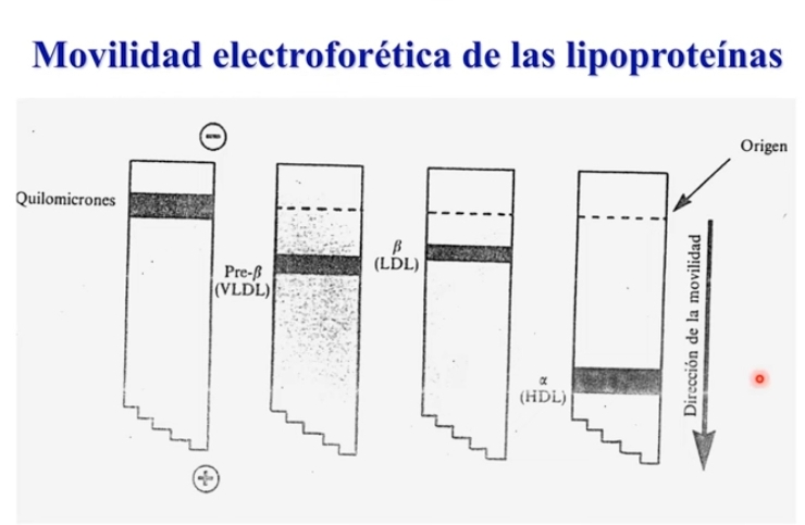 <p>De acuerdo con su masa/ carga x su componente proteico pueden ser analizados x su movilidad electroforética.</p><p>Lipoproteinas con diferente migracion, relacionada con su composición.</p><p>Presencia de cada tipo de apoproteina que compone, con relevancia en el destino metabolico y el órgano donde va a ser reconocido.</p>