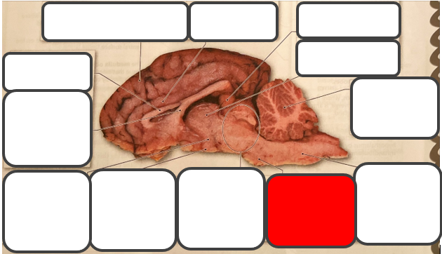 <p>Label </p>