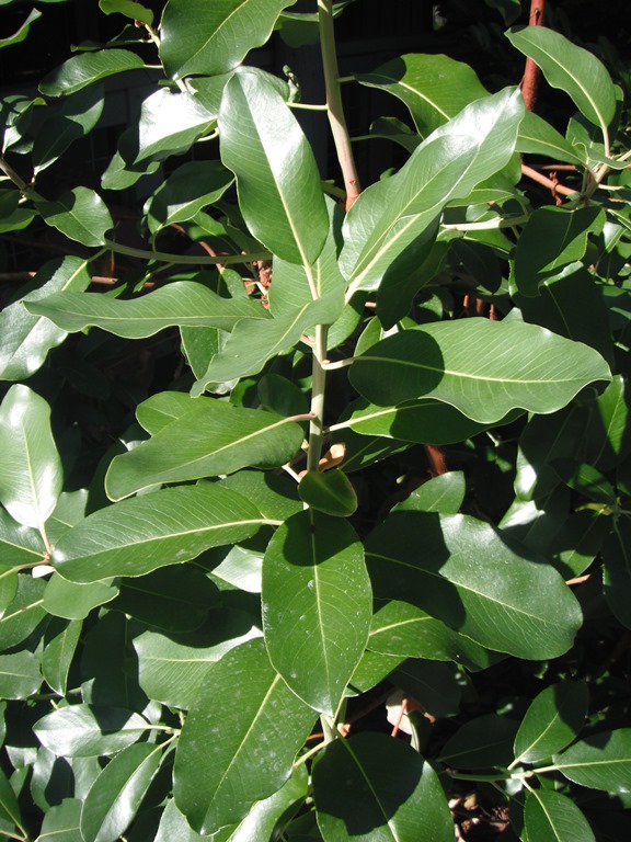 <p>Arbutus menziesii</p>