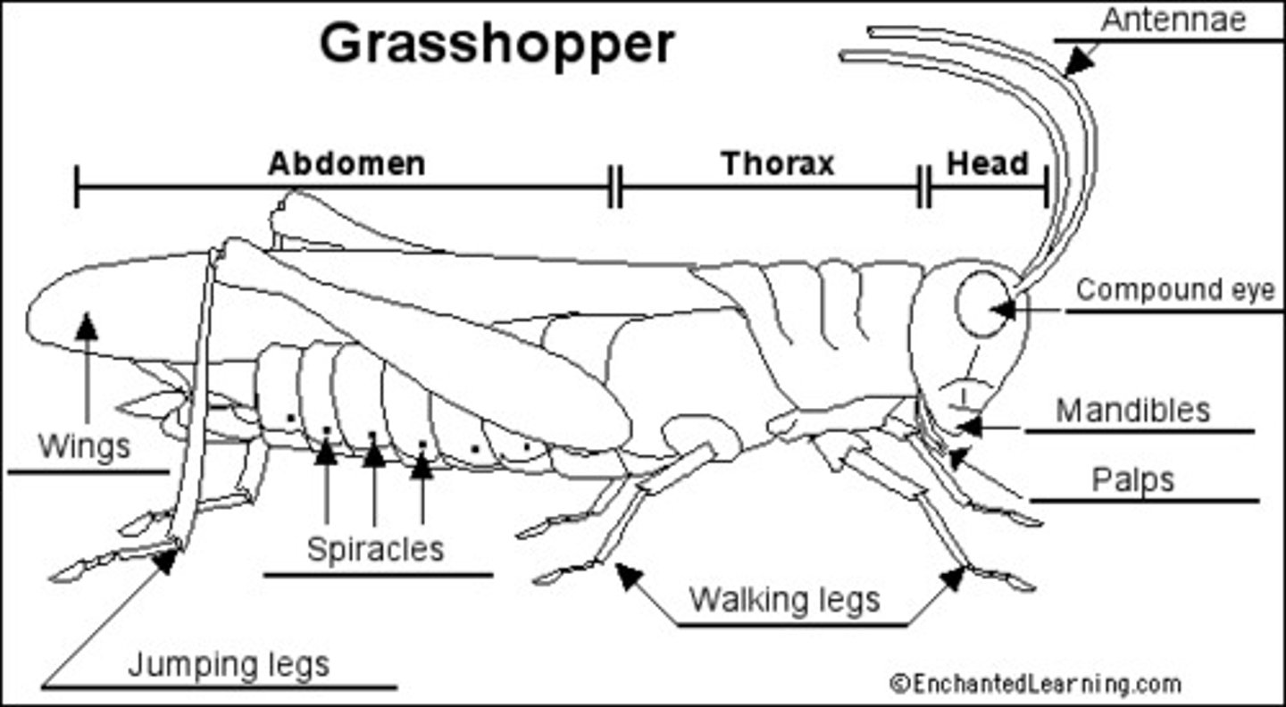 <p>-exoskeleton made of chitin separated by membranous area called suture which allows movement of body parts</p><p>-grasshopper anterior segment that is largest made of 3 fused segements- first prothorax then wings</p><p>-spiracles are holes that lead to tracheal respiratory system</p><p>-sutures - small gaps in chitinous exoskel for movement</p>