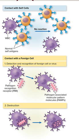 <p>Signal molecules found on microbial surfaces recognized by phagocytes and other defensive cells (peptidoglycan and lipopolysaccharide) </p>