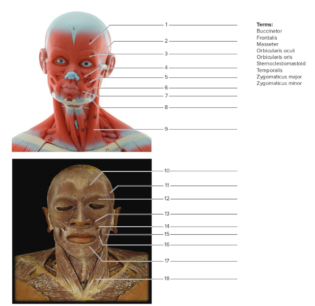 <p>Label the following: Muscles of the head and neck</p>